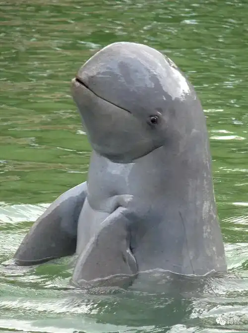 短吻海豚酒店:borneo natural sukau bilit resort (或同级酒店)day5