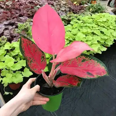 粗肋草 室内观叶彩叶净化空气绿植 办公室喜阴耐热盆栽 可水培