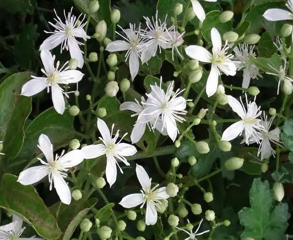 铁脚威灵仙,中药名为"威灵仙",别名又叫做"黑骨头","棉团铁线莲"等,为