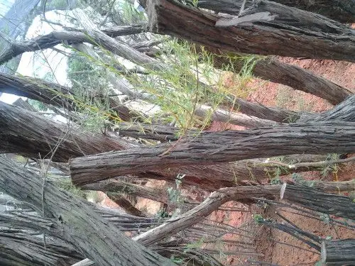 江门地区叫做扫把树开花时白色,香蜜糖中最好扫把树花最好古人信仰