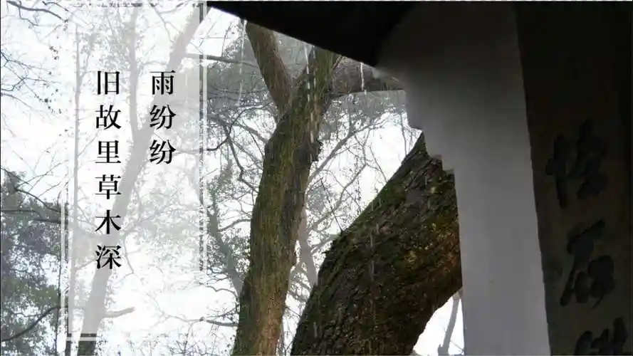 杭州小众赏雨地|隐秘的角落|雨纷纷,旧故里草木深