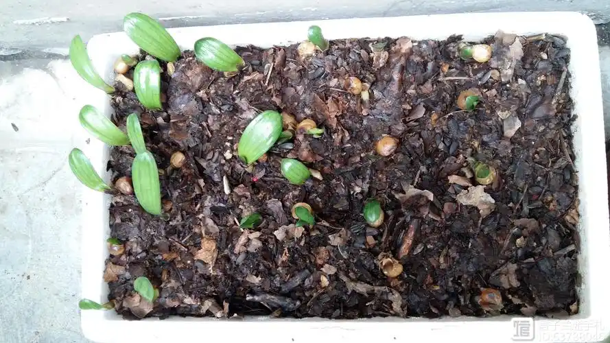 君子兰------小苗倒栽