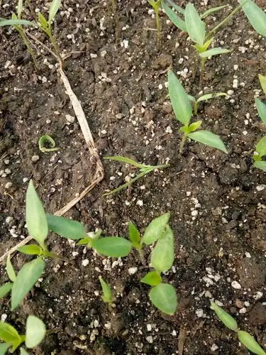 请问专家辣椒猝倒病用什么药好