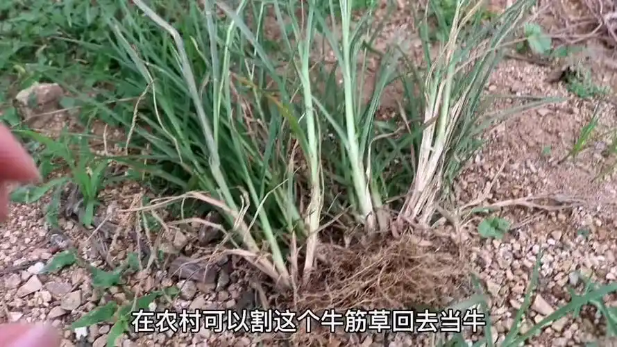 农村随处可见的牛筋草没想到有这么多作用不要随便拔掉