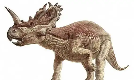 黎明角龙的种群现状(黎明角龙的不同之处)(1)