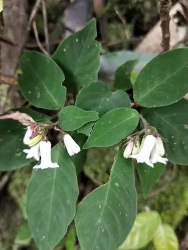 后河日本蛇根草5