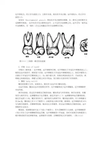 磨牙解剖形态