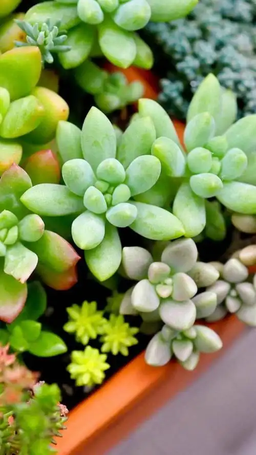 小清新多肉植物