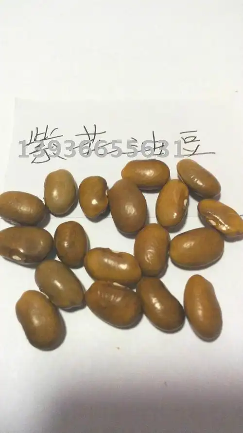 批发东北油豆角种子豆角种籽量大优惠