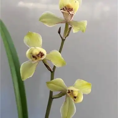 黄光登,又美又仙,现花