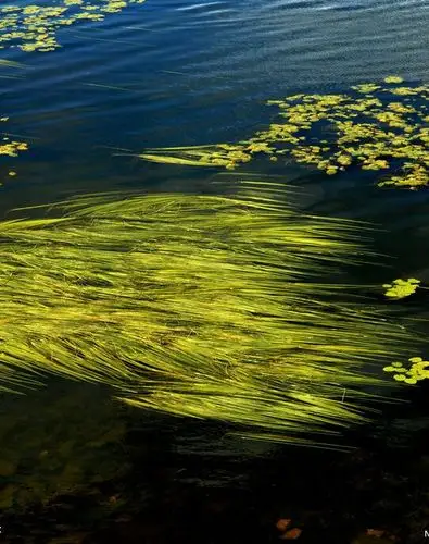 软泥上的青荇, 油油的在水底招摇; 在康河的柔波里, 我甘心做一条水草