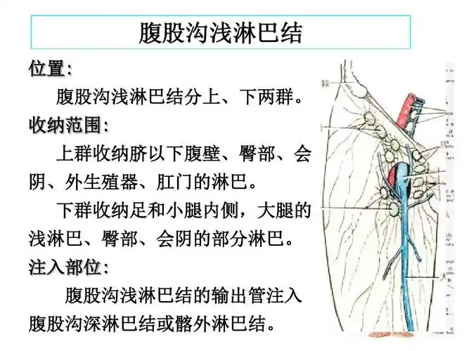 下肢血管解剖ppt