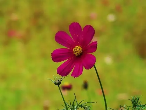 几朵小野花儿(拍摄于临沂市蒙山大道【临西五路】北头的银杏林)