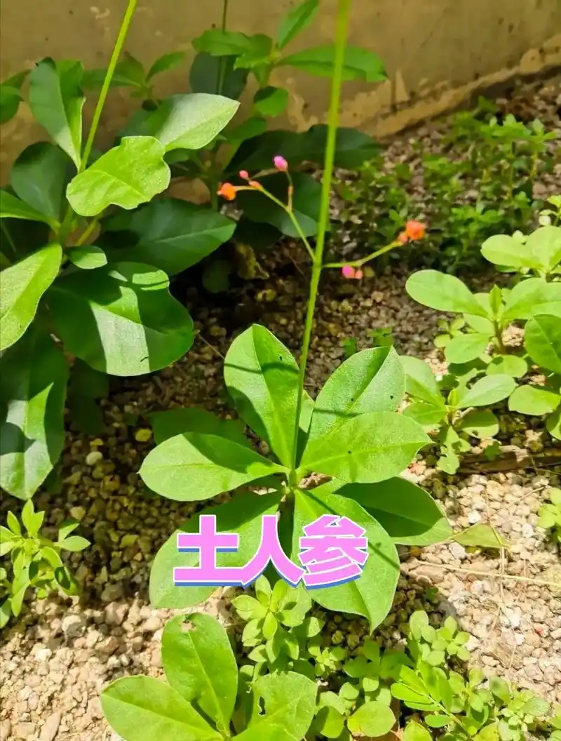 虚.土人参是一种营养成分作用非常优异的中药 白天汗出,运动更 - 抖音