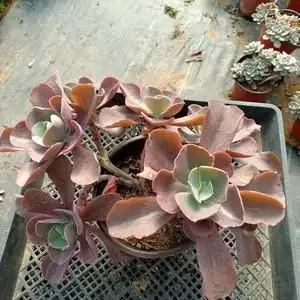 婚纱包菜大群2年整桩一物一拍芙罗拉多肉