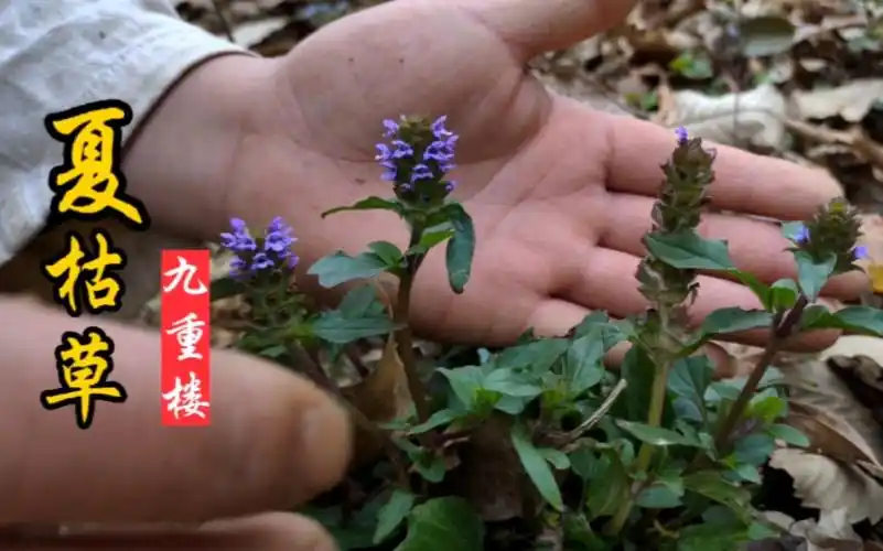 夏枯草至夏而枯,是农村常备的凉茶之一,古人称它为"肝之草"!