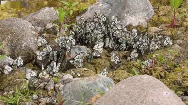 云南将现15亿只蝴蝶大爆发奇观全世界仅两处