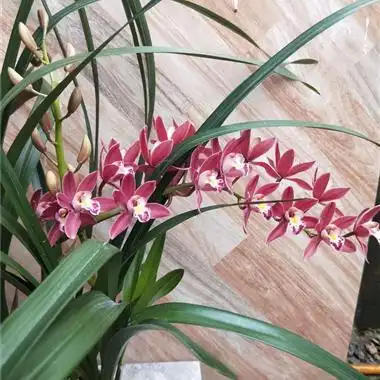 兰花红双喜7苗带3花韵达快递