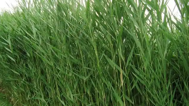 每日学中药芦根