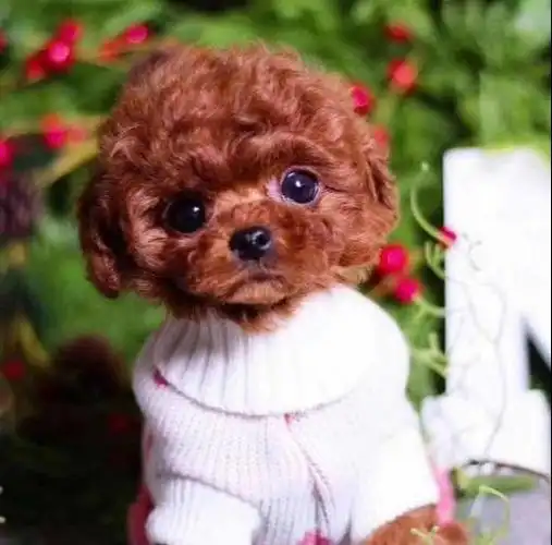 犬对于温度的变化十分敏感,温度过低或者过高都容易造成它们的死亡,在