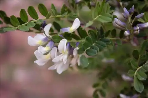 狼牙刺谁能想到这也是一种酿蜜的植物