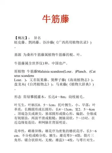 中药知识文库牛筋藤