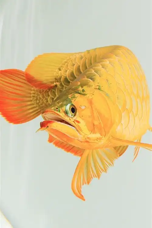 640_960竖版 竖屏