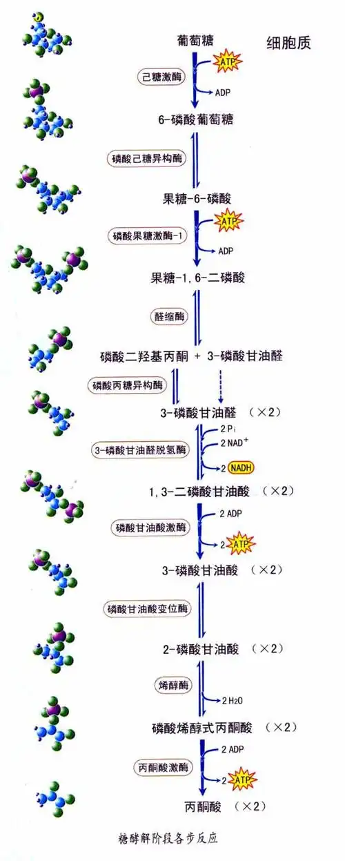 【引用】1mol葡萄糖经有氧呼吸能产生多少molatp?