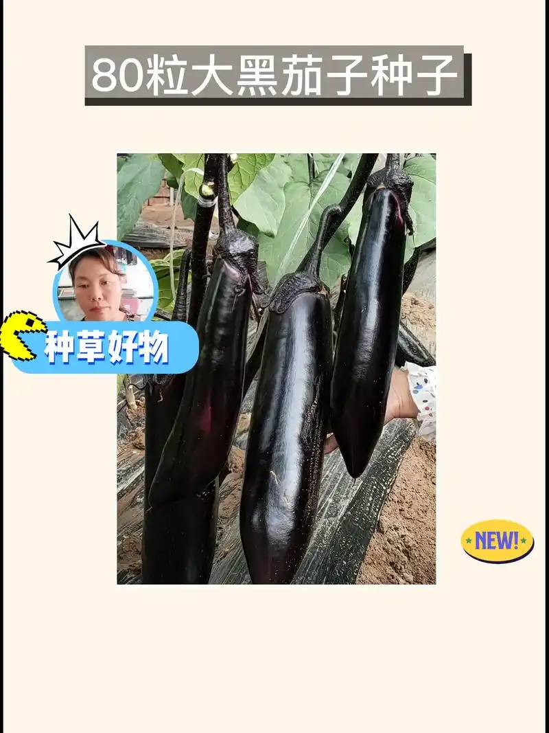 我的新宠!这款黑色长茄子种子真