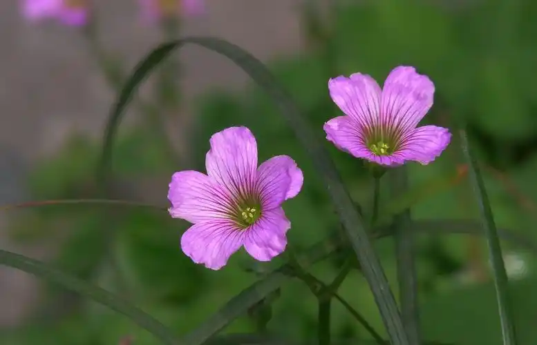 春天花语之酢浆草花