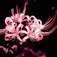 2017唯美古风动漫彼岸花头像【点击鼠标右键下载】