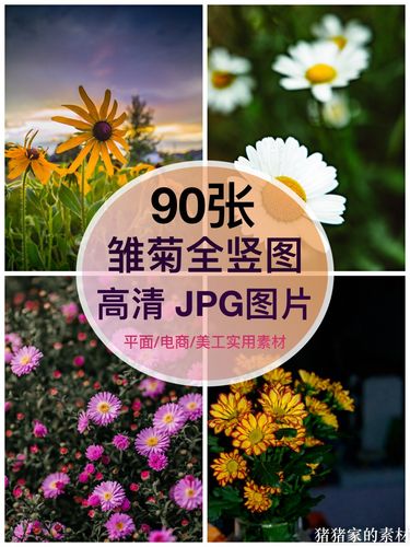 高清全竖屏清新小雏菊图片多花花朵抖音图文手机壁纸绘画写生素材