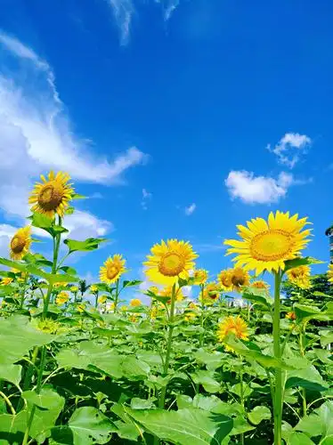 向日葵代表追逐阳光,心若阳光,人就自然开心,笑若葵花向日倾,我更愿像