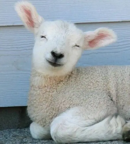 开心羊崽传输快乐能量 保持好心情咩