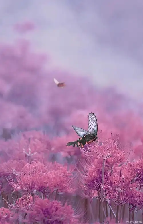 执恋彼岸花,永世中寻找心的归宿