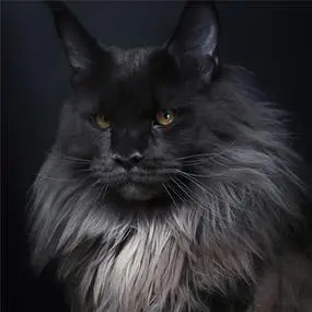 俄罗斯缅因猫幼猫纯种巨型库恩挪威森林猫幼崽西伯利亚长毛宠物猫