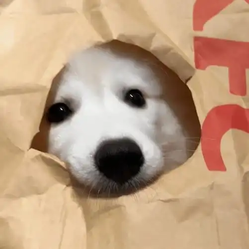 头像丨好看的微信头像增加了