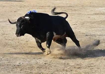 黑斑羚在奔跑图片