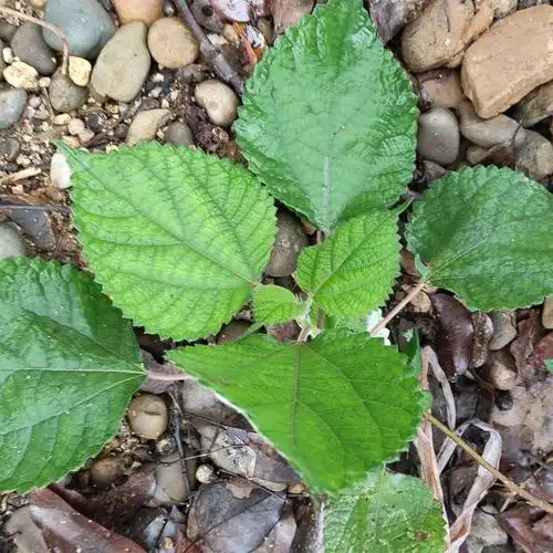 广西野生苎麻苗根新鲜白青麻细根叶子贮麻根贮麻叶中草药材住麻 苎麻