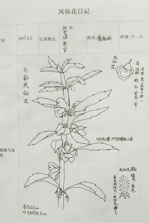 其它 童心植物图鉴之凤仙花 写美篇                凤仙花生长记