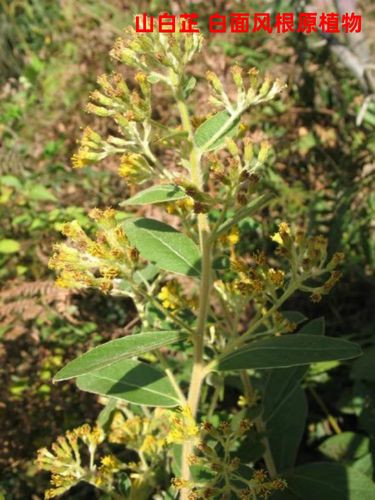 客家 白面风根 山白芷 乌脚鸡 寻骨风 根头 500