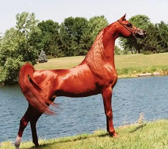 赤兔马的超冷知识,你可能不知道