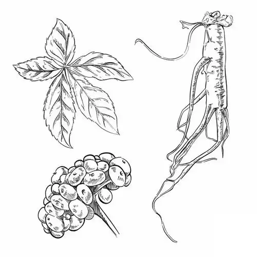 人参种子西洋参切片手绘插画606581免抠图片素材