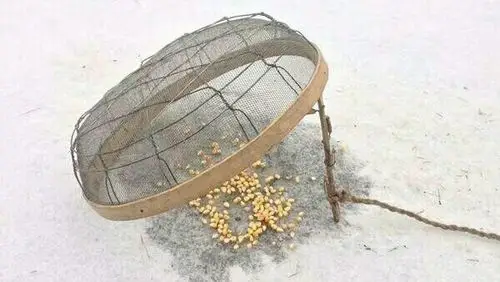 关于雪的童年记忆 一一捉麻雀