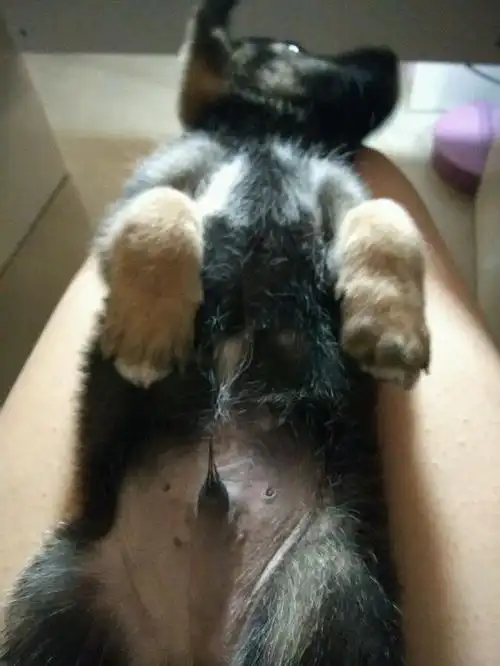 在网上买狗怎么分公母?