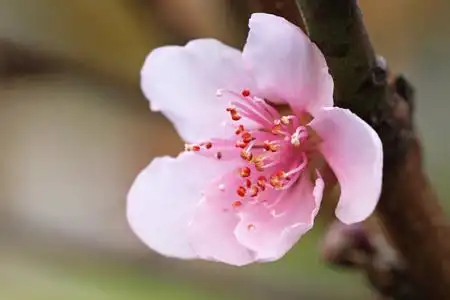 一个新的季节春天桃花的宏观关闭.美丽细腻的粉红色柔软的花瓣和花朵.
