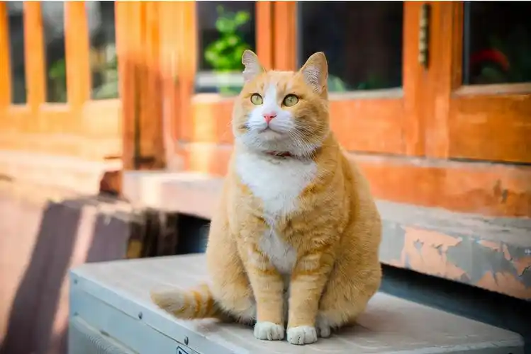 褴褛猫多少钱一只(这5种猫咪最容易胖) - 价格百科