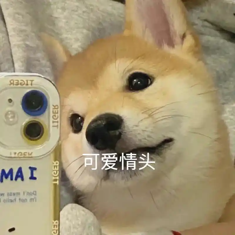 可爱萌宠搞怪猫咪狗子情头.#搞怪头像 #情侣头像 #可爱头像 - 抖音