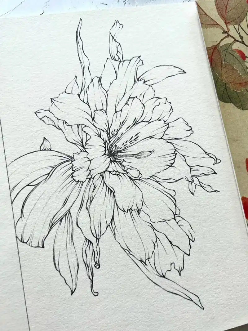 脱稿花卉速写|重瓣六出花 速写|花卉速写|钢笔淡彩|花卉.