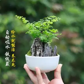 铁线蕨吸水石水培植物绿植盆栽小苗室内桌面苔藓微景观小假山盆景